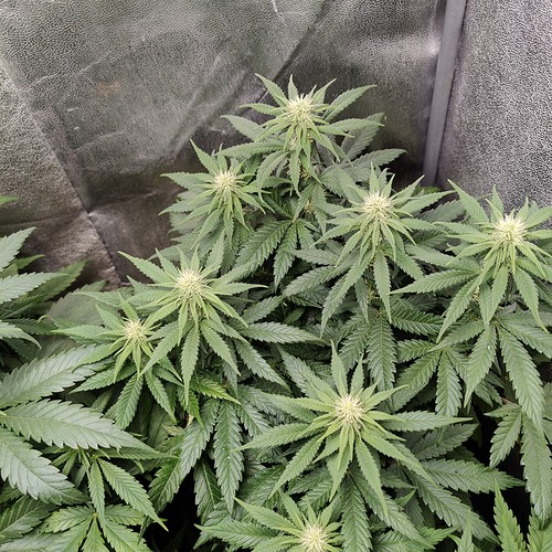 Growreport Bild 11