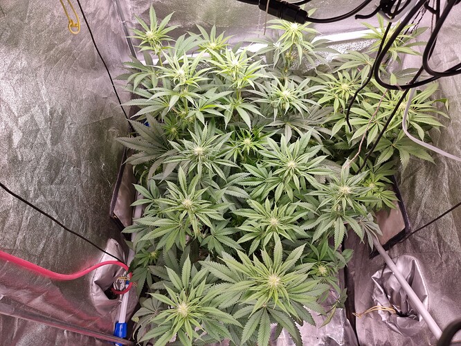 Growreport Bild 12