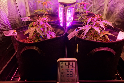 Vier junge Cannabispflanzen in Stofftöpfen unter einer LED-Wachstumslampe. Jede Pflanze hat ein Namensschild. Ein Hygrometer zeigt 44% Luftfeuchtigkeit und 28,1°C an.