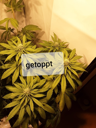 Growreport Bild 4