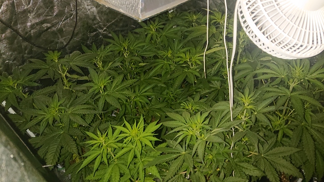 Growreport Bild 4