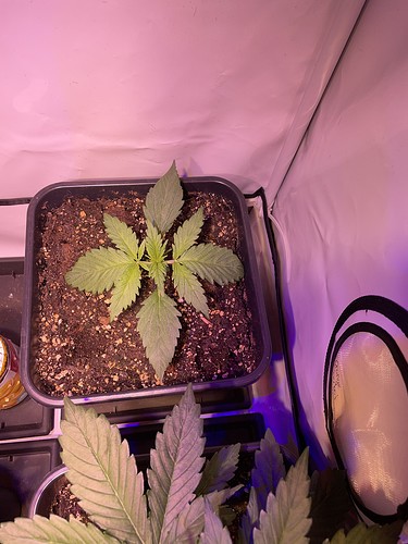 Growreport Bild 3