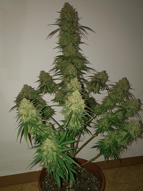 Growreport Bild 33