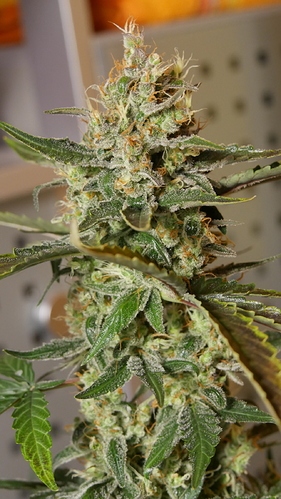 Growreport Bild 10