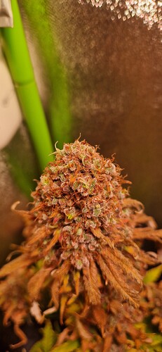 Growreport Bild 8