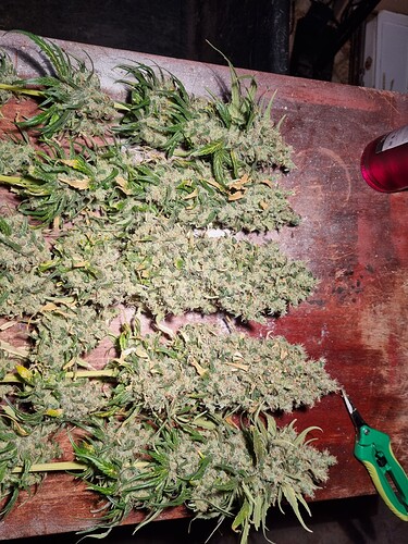 Growreport Bild 4