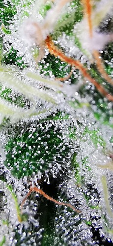 Growreport Bild 1