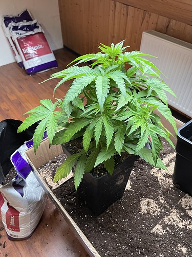 Growreport Bild 34