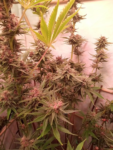 Growreport Bild 22