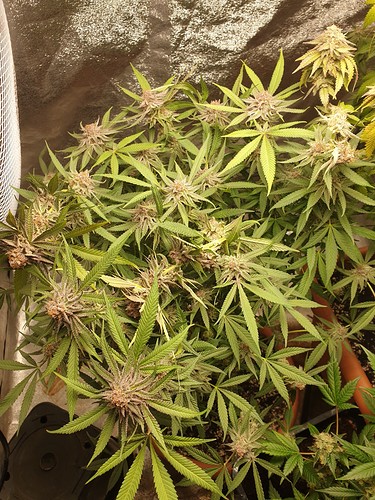 16280954379036975963753958443906