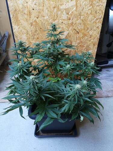 Growreport Bild 4