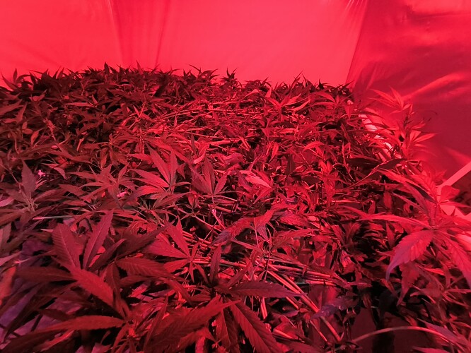 Growreport Bild 1