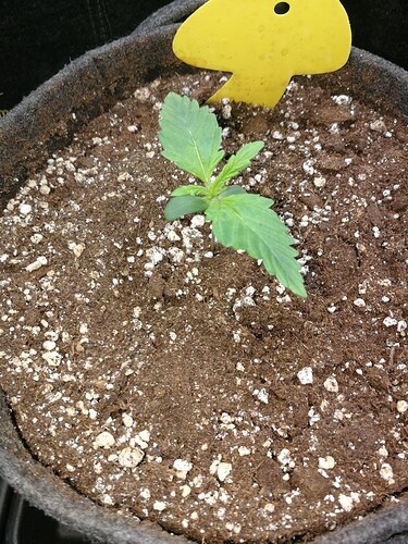 Growreport Bild 142