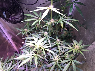 Growreport Bild 3