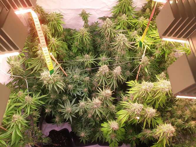 Growreport Bild 14