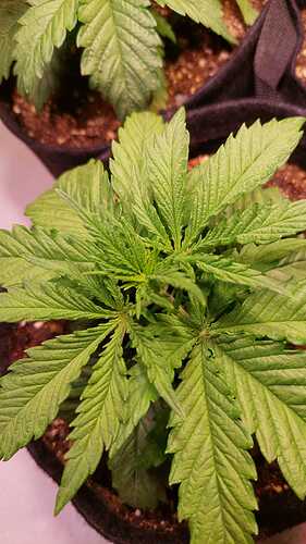 Growreport Bild 4