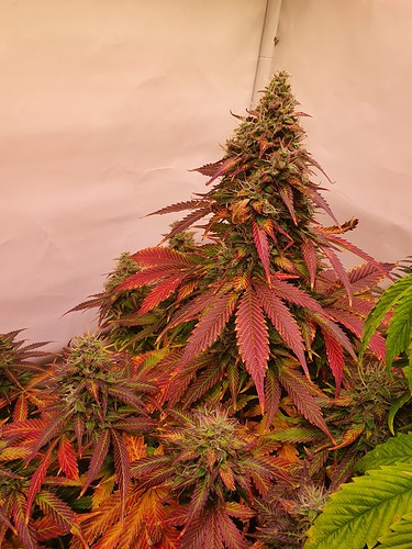 Growreport Bild 5