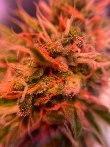 Growreport Bild 30
