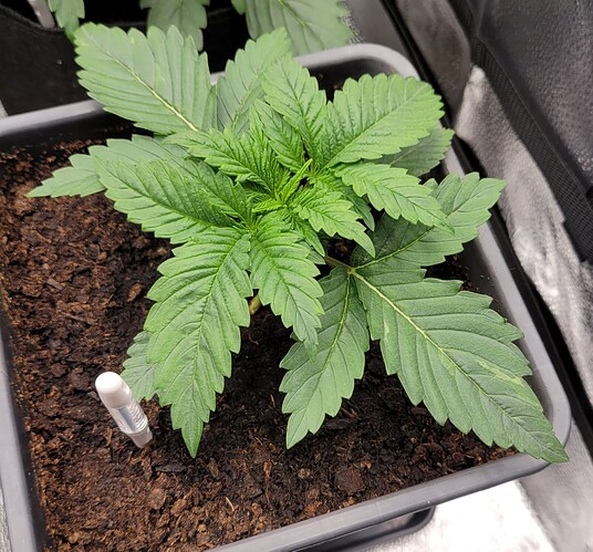 Growreport Bild 179