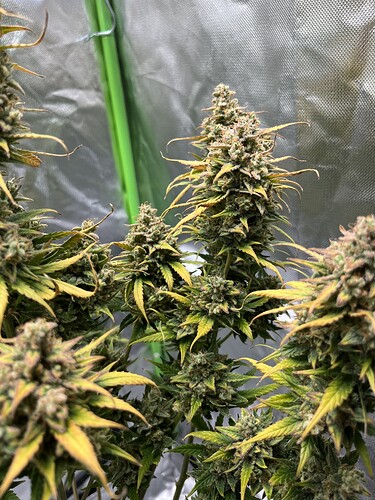 Growreport Bild 27