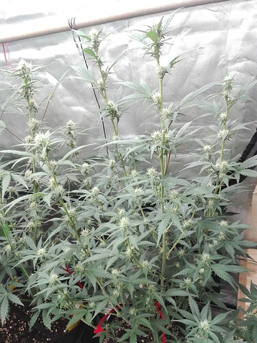 Growreport Bild 4