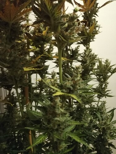 GG#3_240119-5