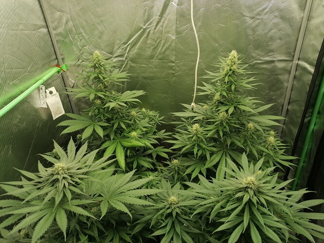 Growreport Bild 1