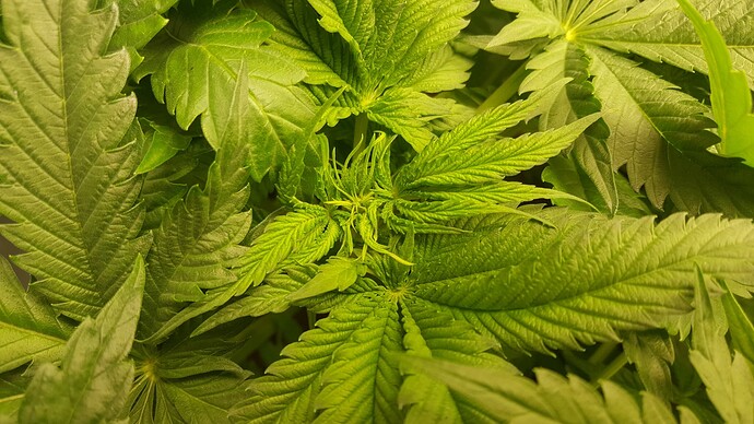Growreport Bild 10
