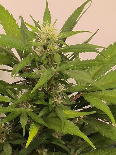 Growreport Bild 8