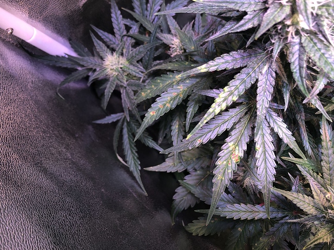 Growreport Bild 13