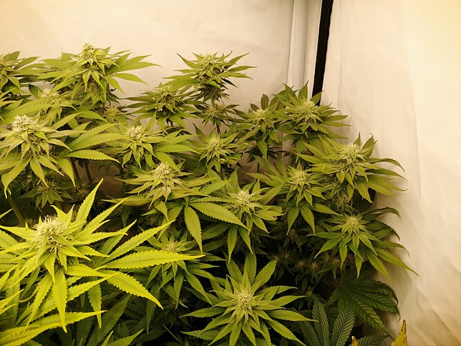 Growreport Bild 1