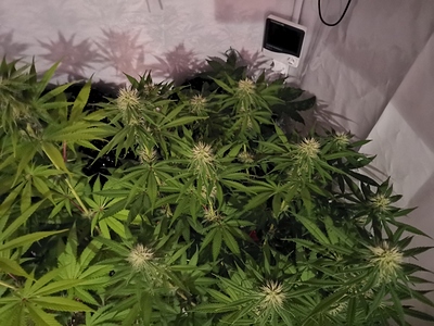Growreport Bild 1