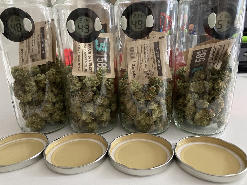 Mein erster Grow – Das ERGEBNIS steht fest [DIY-ScroG + LST / 0,5 qm / 120 W / 3 x Critical]
