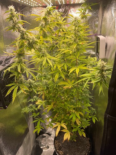 Growreport Bild 1