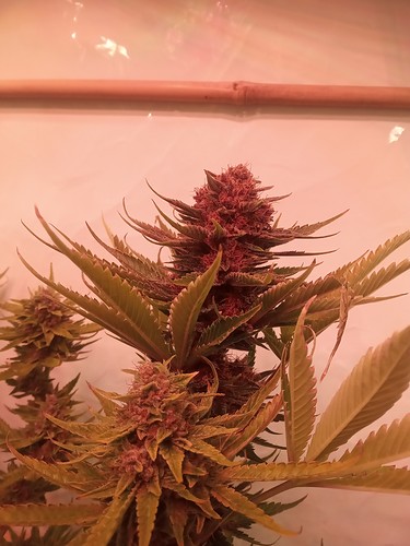 Growreport Bild 66