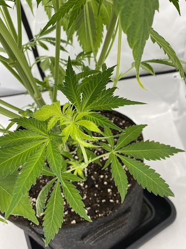 Growreport Bild 4