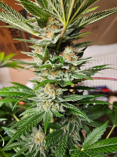 Growreport Bild 4