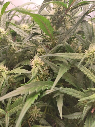 Growreport Bild 4