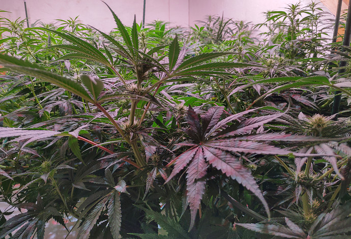 Growreport Bild 14