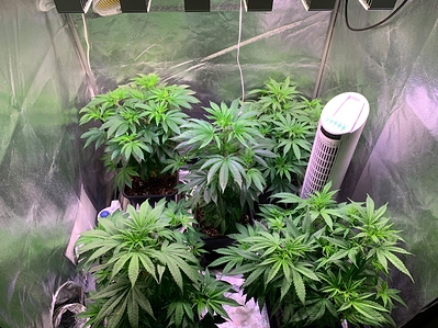 Growreport Bild 2