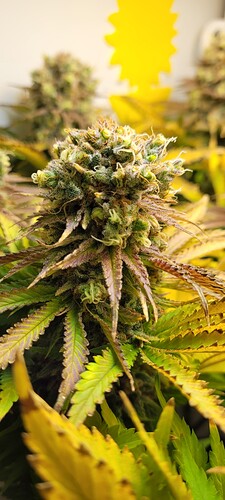 Growreport Bild 3