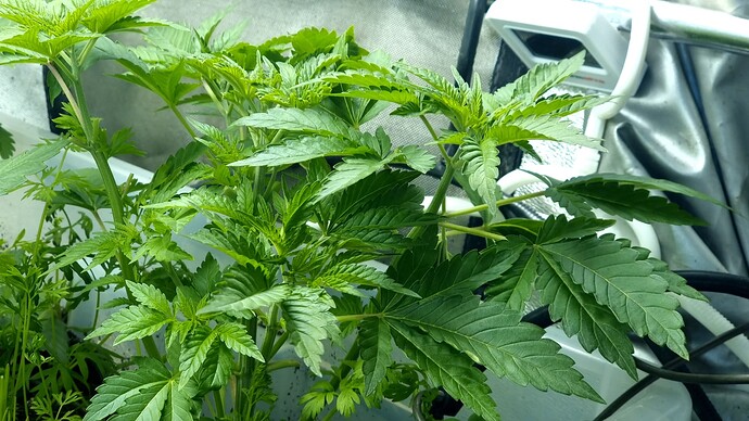 Growreport Bild 9