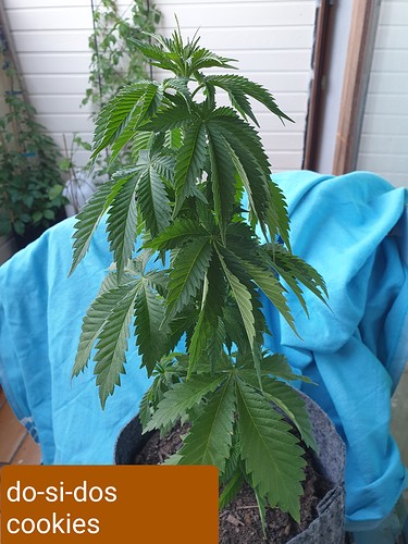 Growreport Bild 2