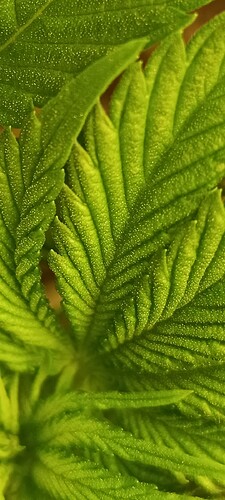 Growreport Bild 5