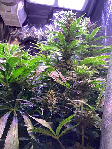 Growreport Bild 7
