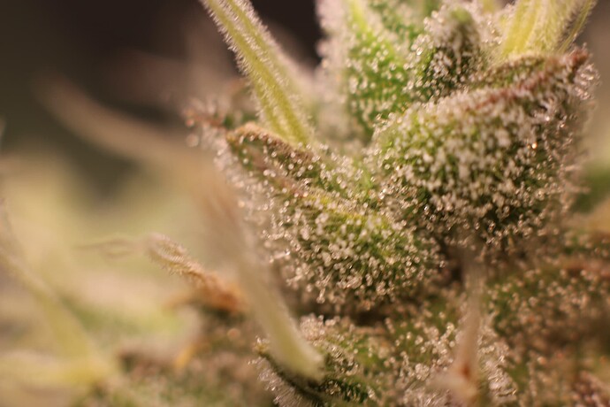 Growreport Bild 34