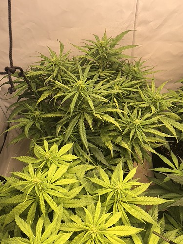 Growreport Bild 4