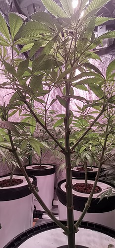 Growreport Bild 2