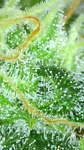 Growreport Bild 27