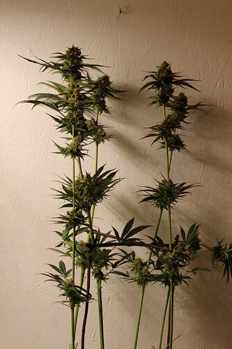 Growreport Bild 2